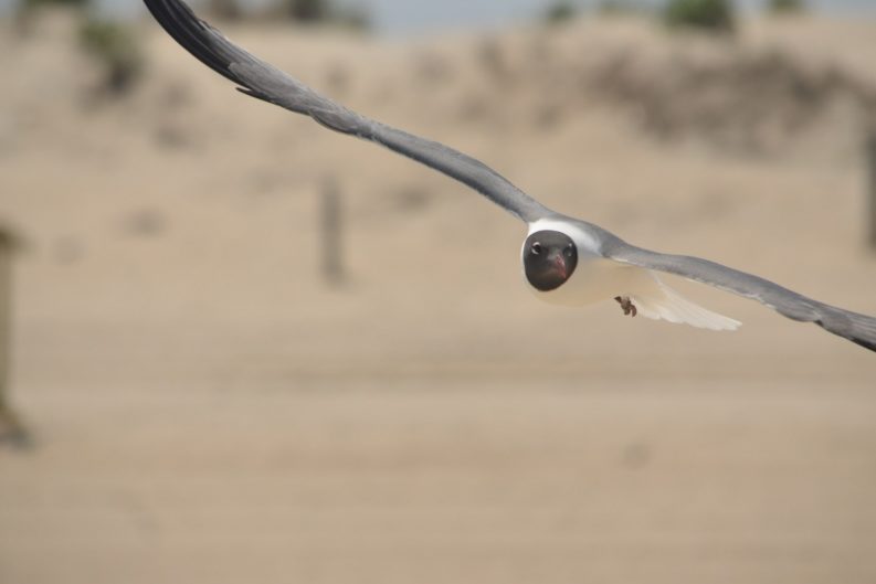 dibert-gull-beach